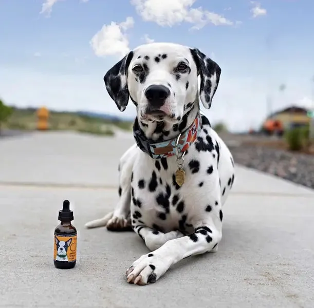CALM - Natural Stress Relief for Dogs with Anxiety and Stress