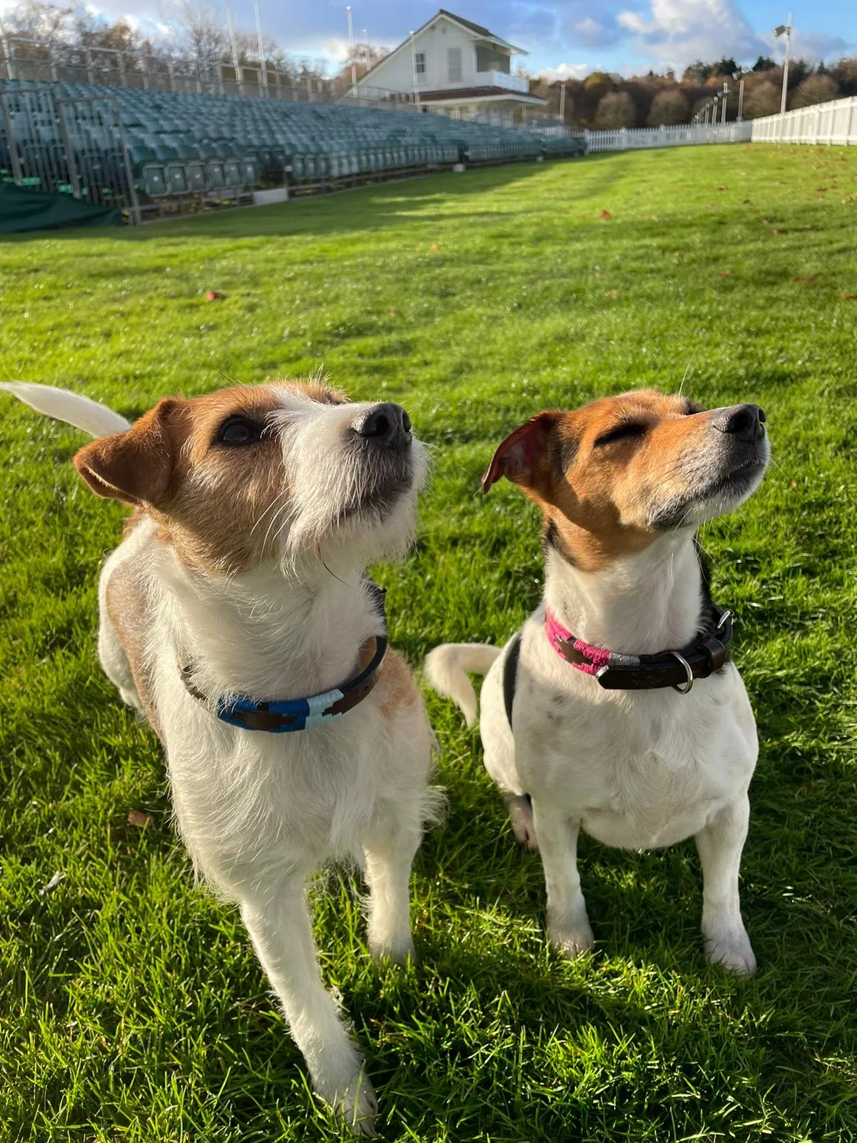 Dog Collars