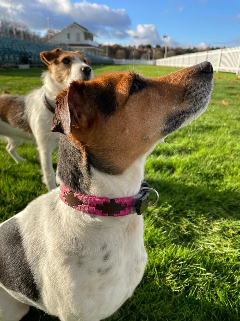 Dog Collars