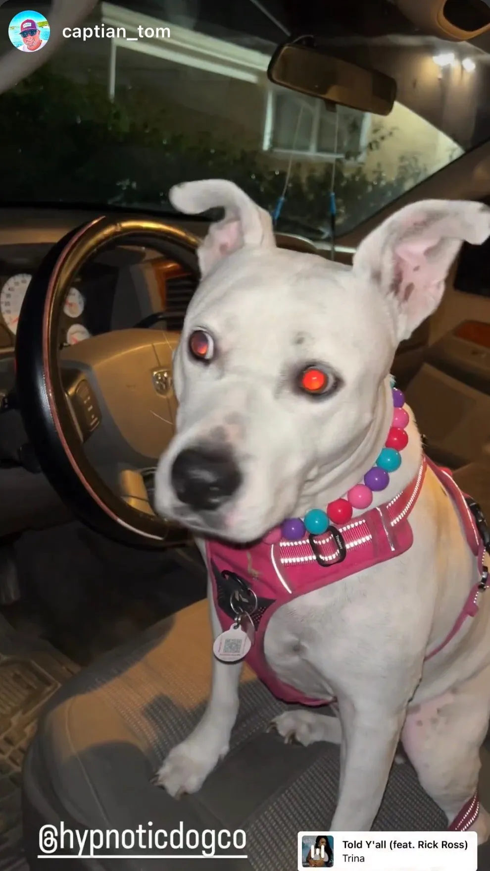 Hypnotic Dog Signature Acrylic Bead Collar