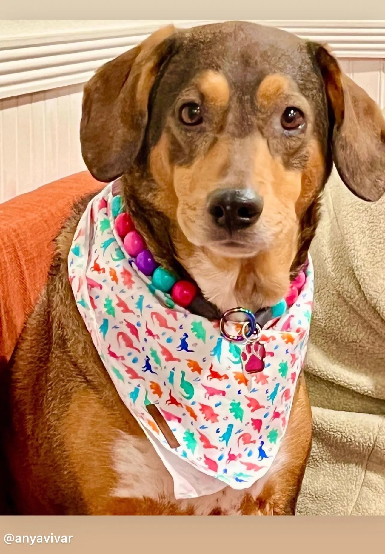 Hypnotic Dog Signature Acrylic Bead Collar