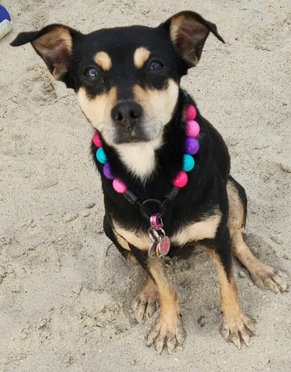 Hypnotic Dog Signature Acrylic Bead Collar