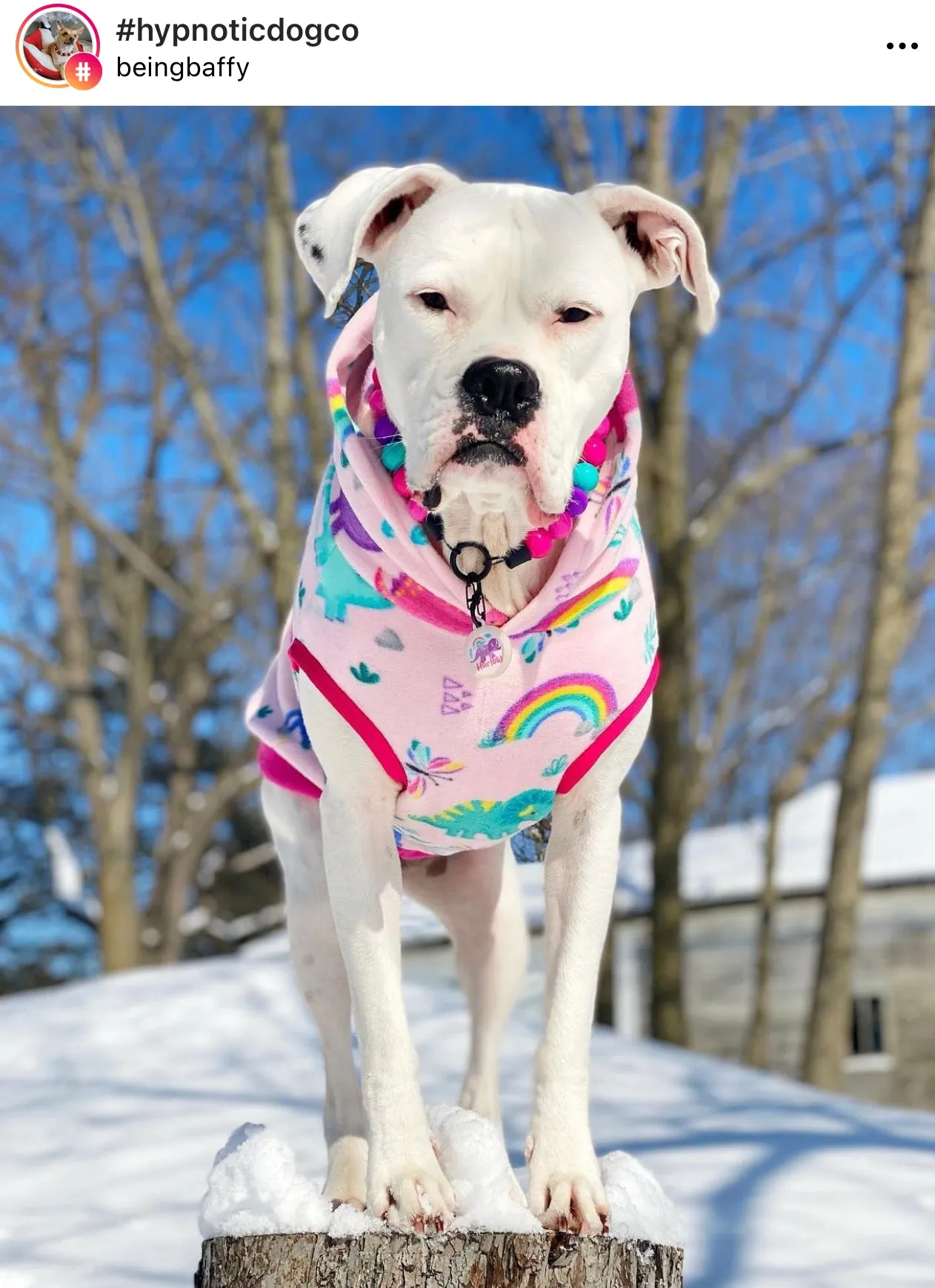 Hypnotic Dog Signature Acrylic Bead Collar