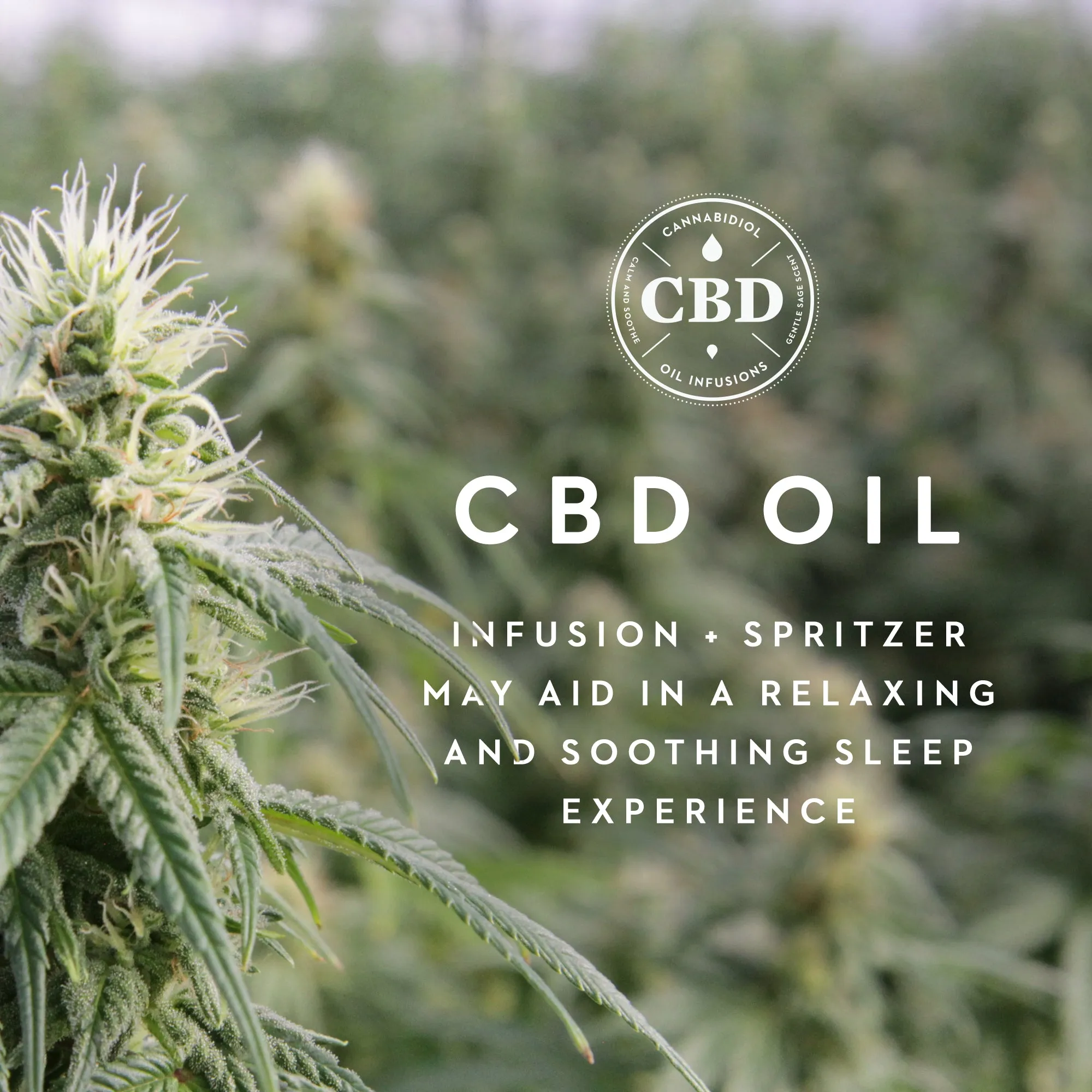 Malouf Zoned ActiveDough™   CBD Oil Pillow