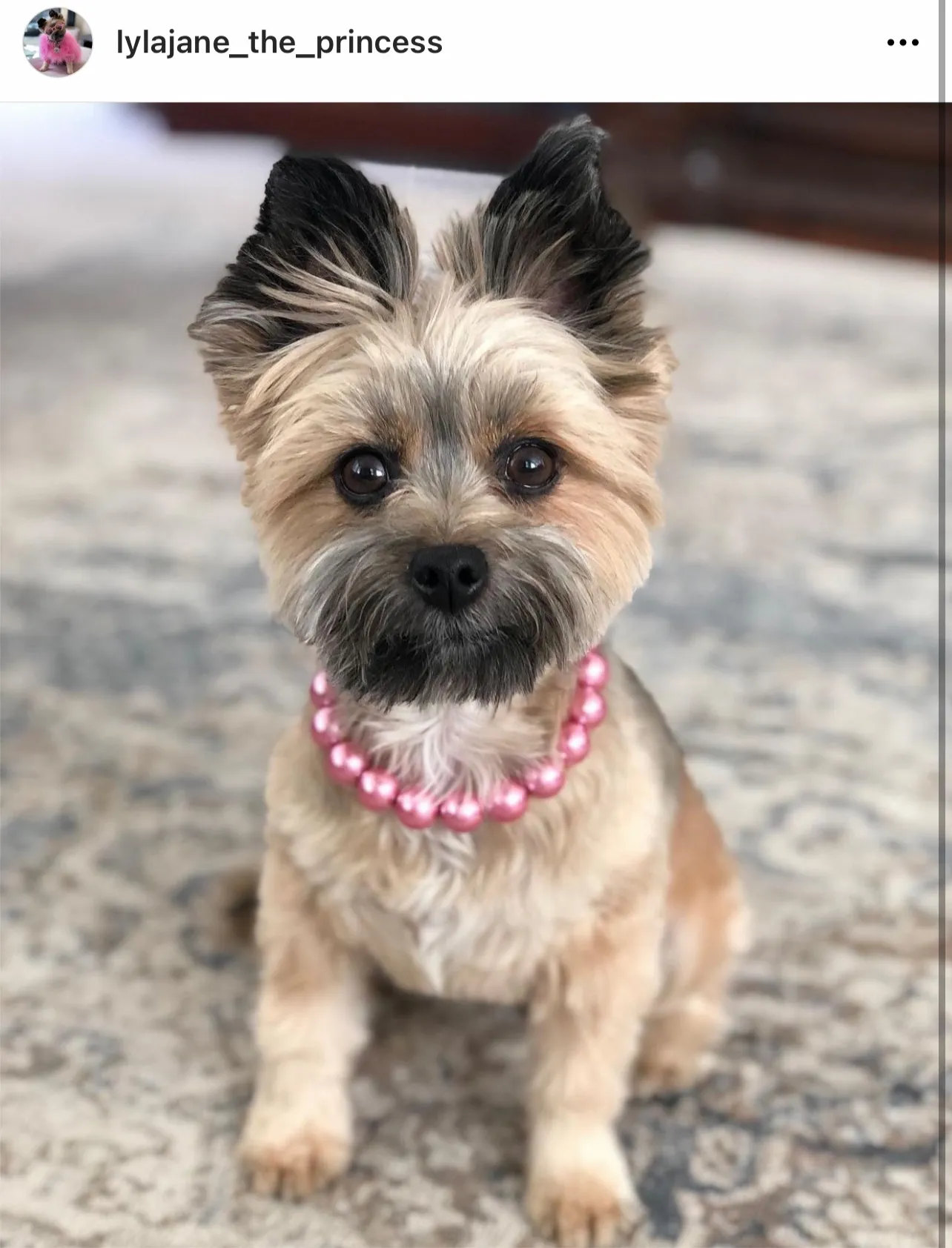 Mini Bubblegum Pink Pearl [Small Dog/Cat Bead Collar]