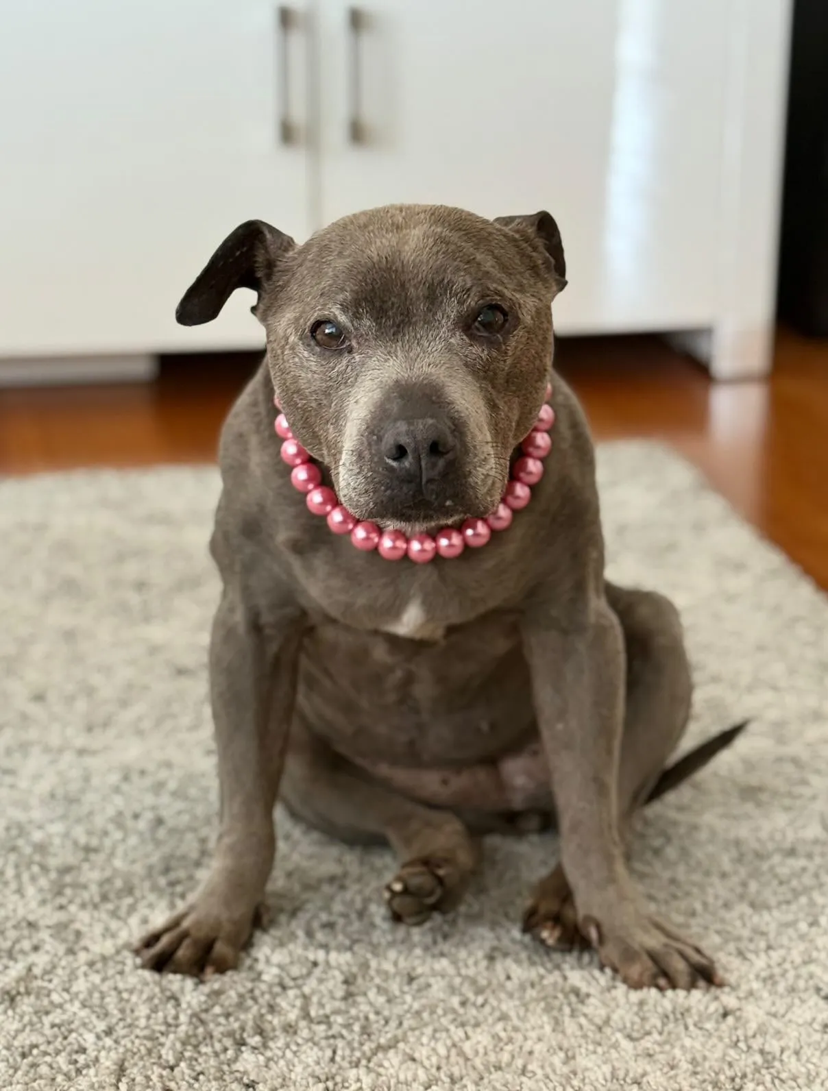 Mini Bubblegum Pink Pearl [Small Dog/Cat Bead Collar]