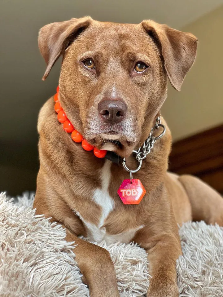 Neon Hot Orange Acrylic Bead Collar