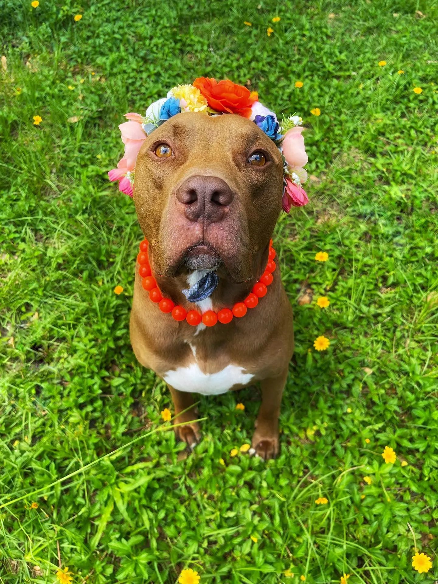Neon Hot Orange Acrylic Bead Collar