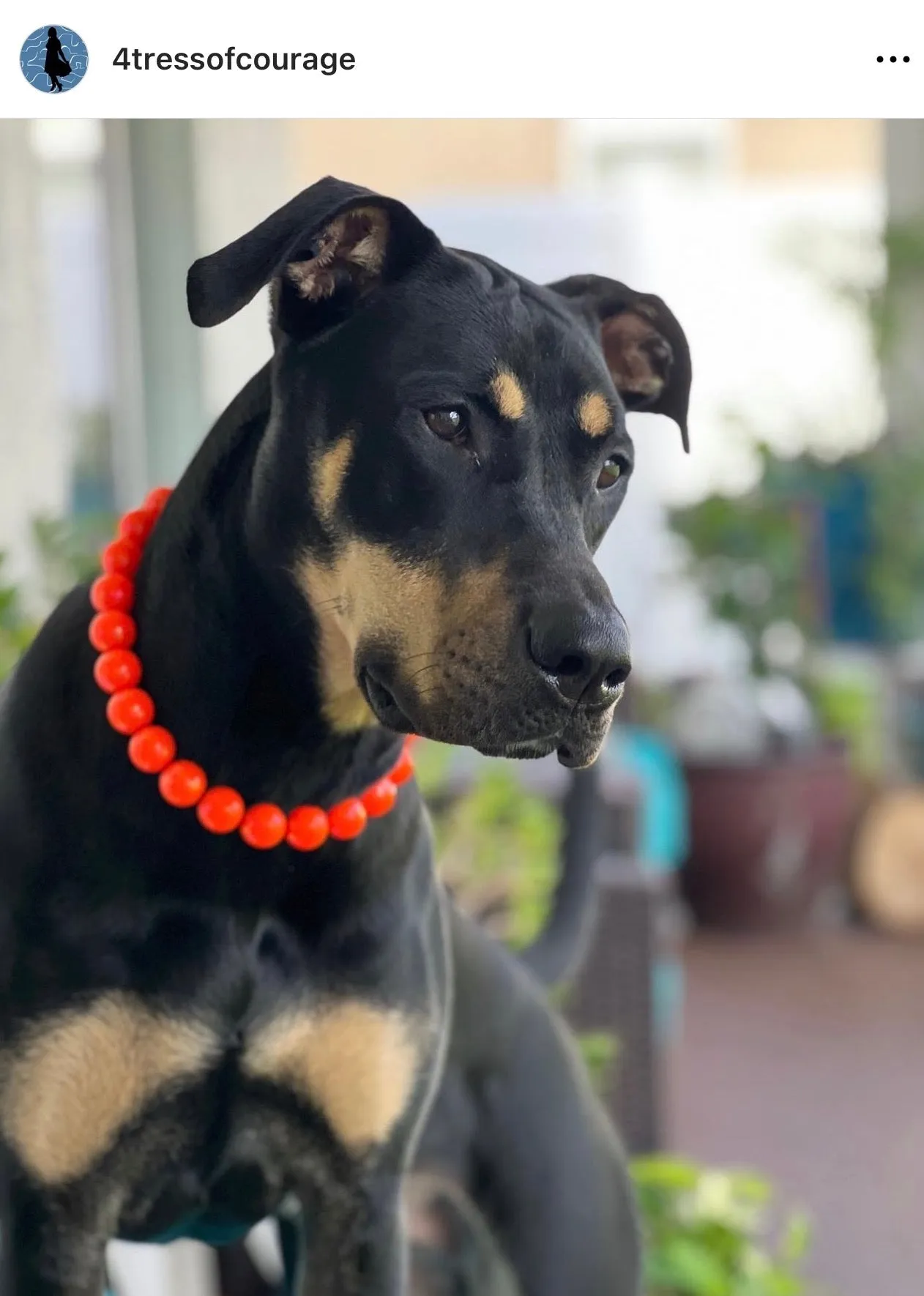 Neon Hot Orange Acrylic Bead Collar