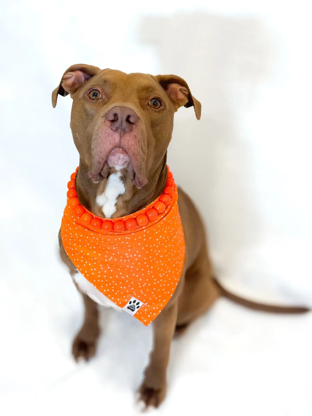 Neon Hot Orange Acrylic Bead Collar