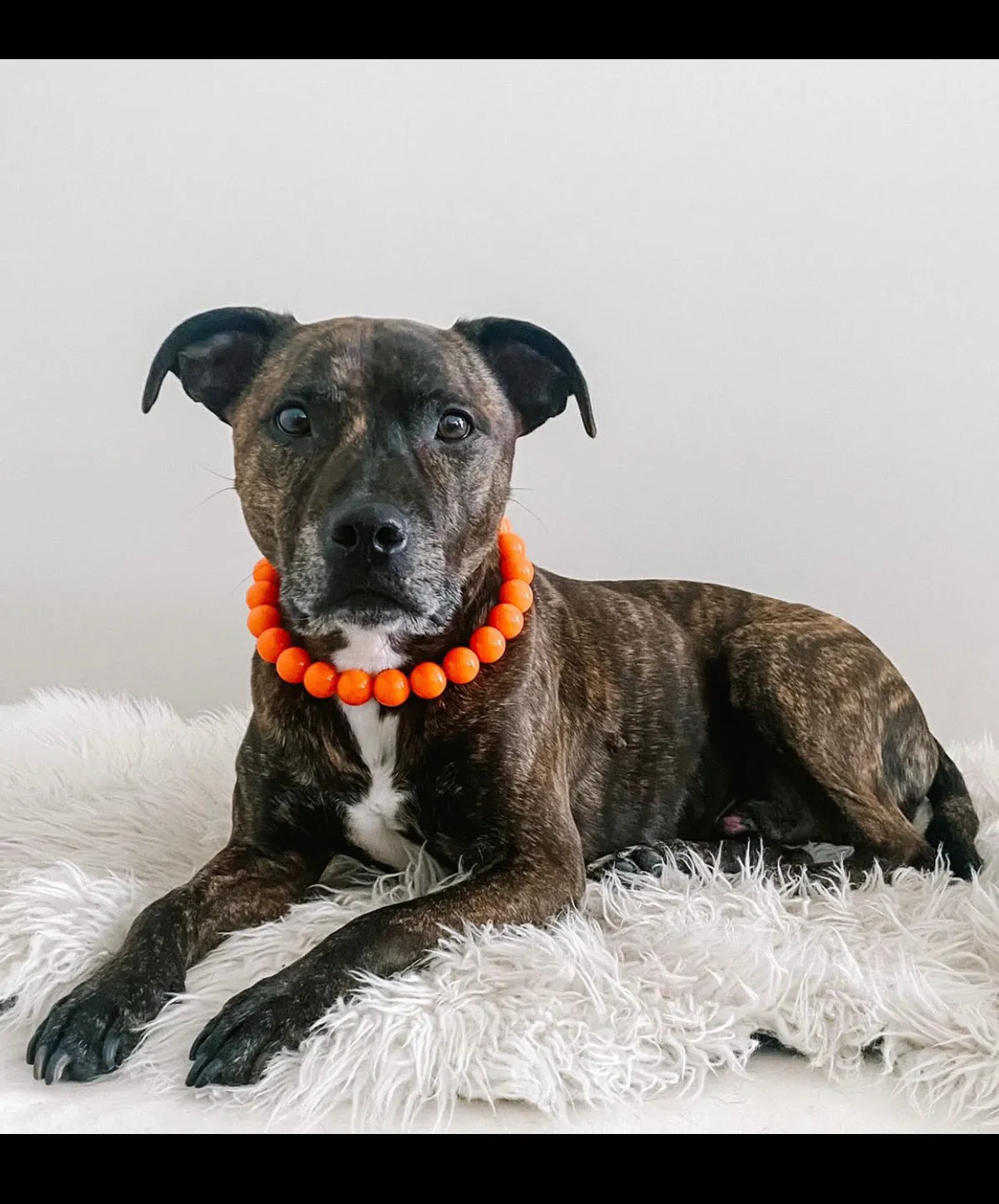 Neon Hot Orange Acrylic Bead Collar