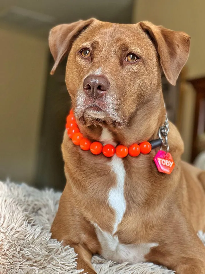 Neon Hot Orange Acrylic Bead Collar