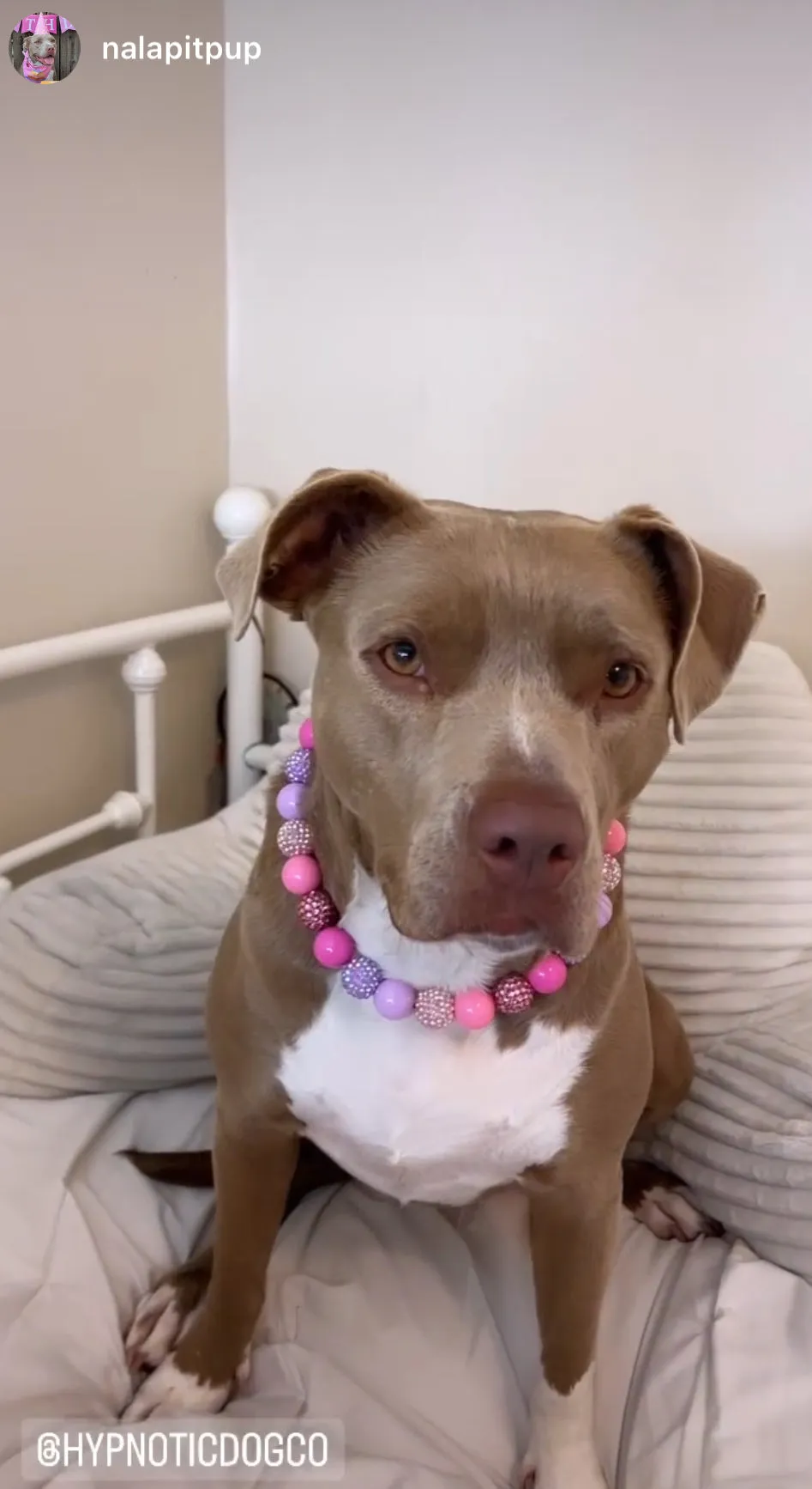 Pink Sugar Bead Collar