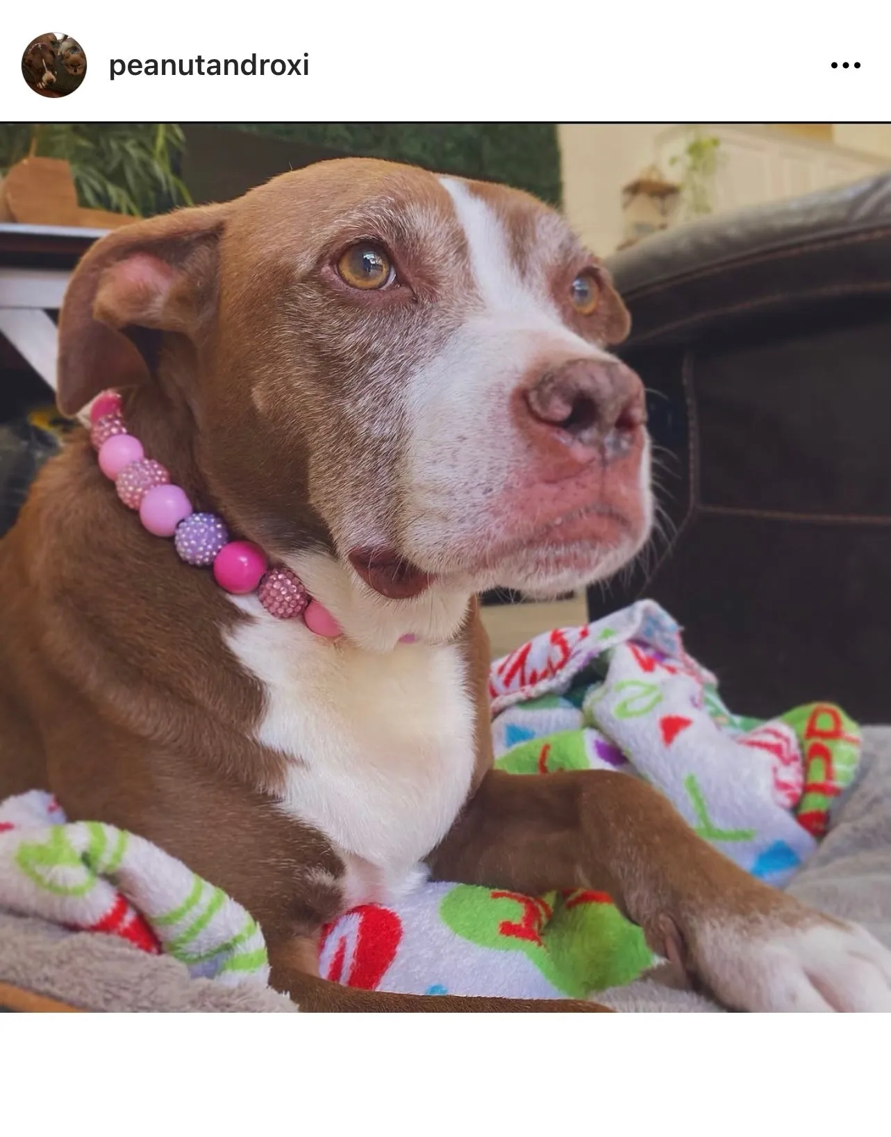 Pink Sugar Bead Collar