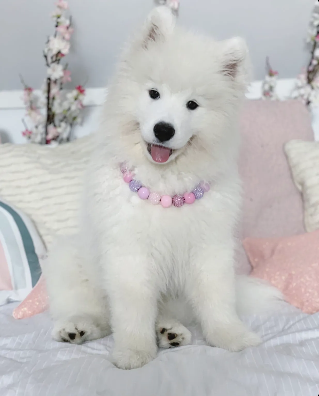 Pink Sugar Bead Collar
