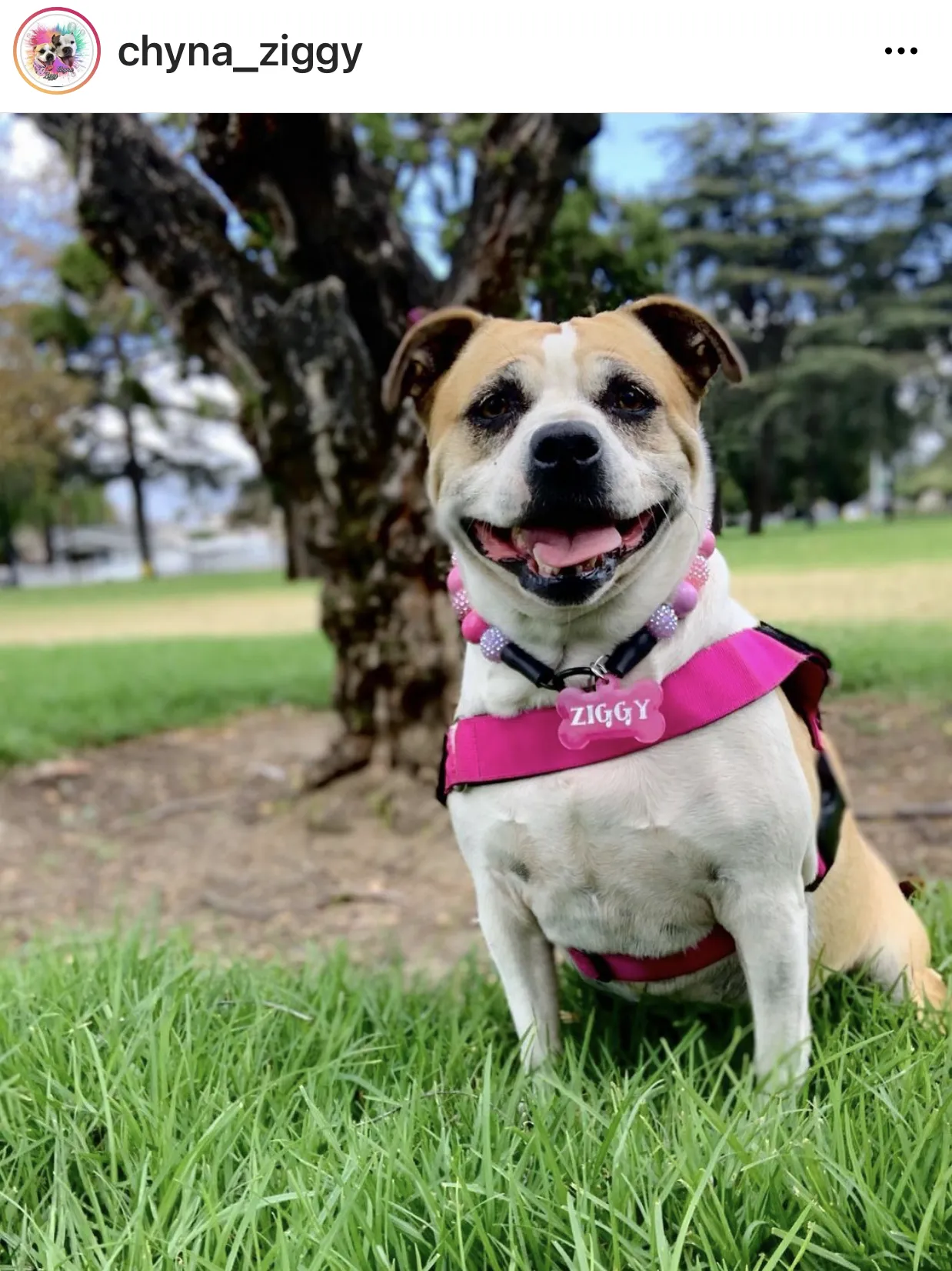 Pink Sugar Bead Collar
