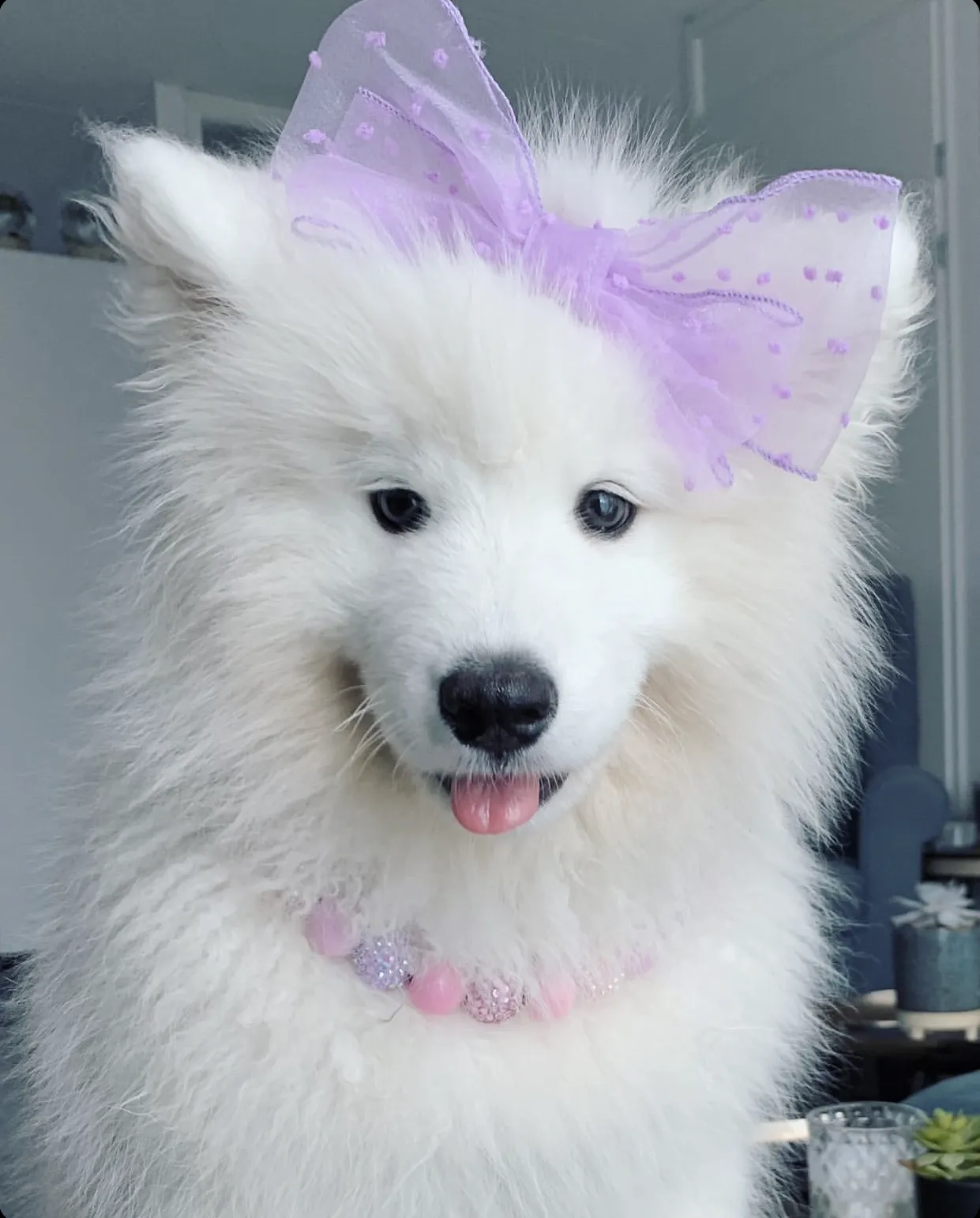 Pink Sugar Bead Collar