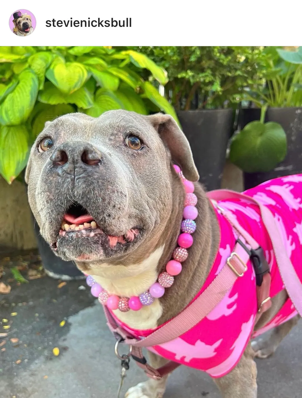 Pink Sugar Bead Collar