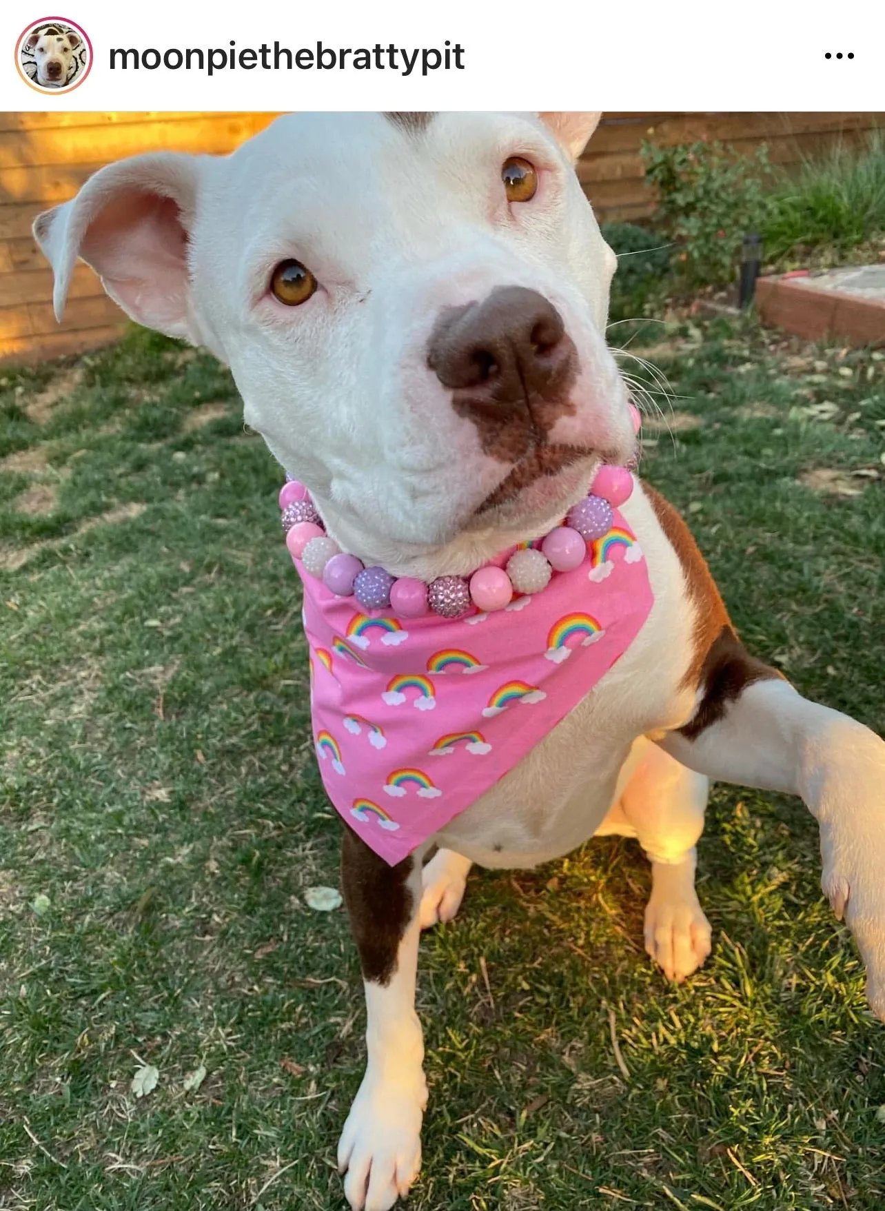 Pink Sugar Bead Collar