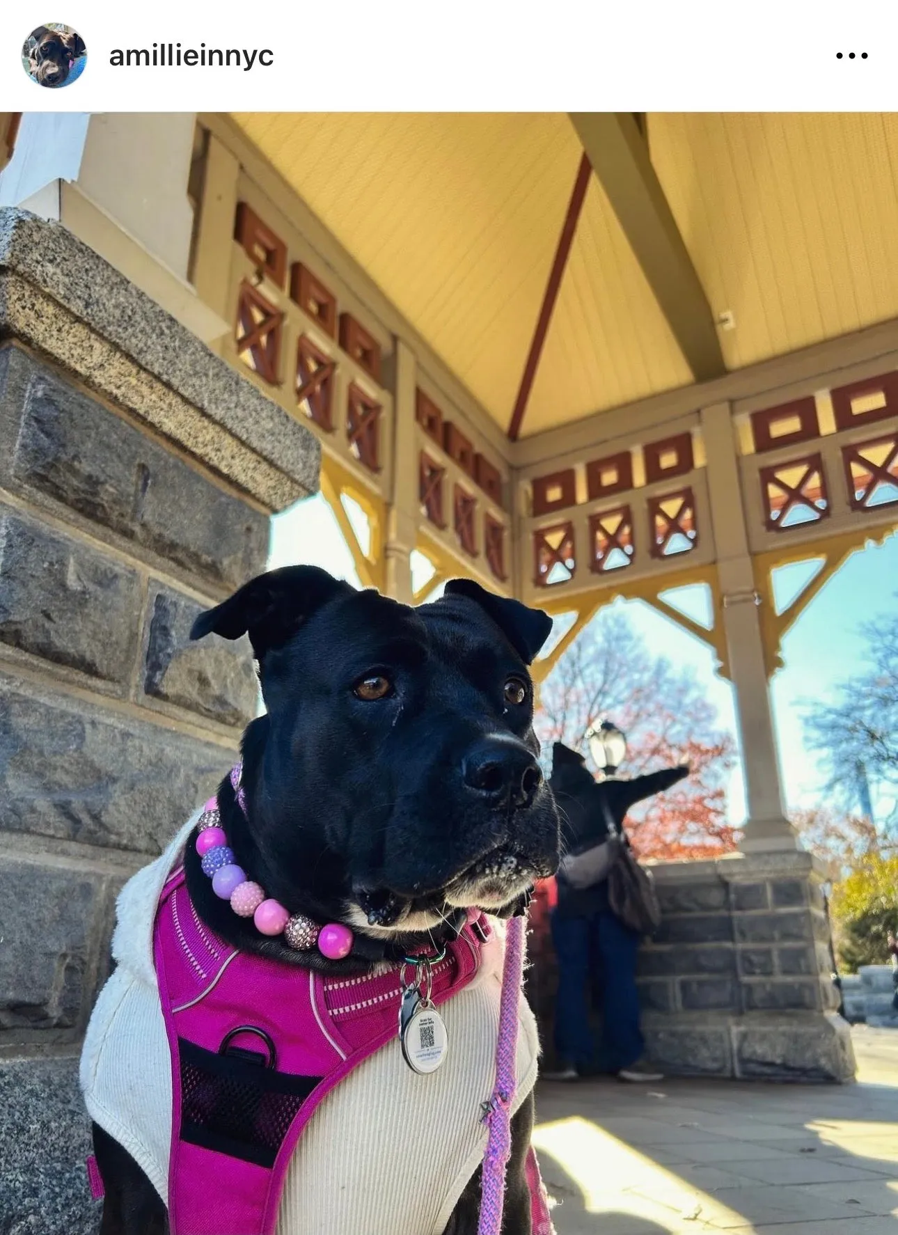 Pink Sugar Bead Collar