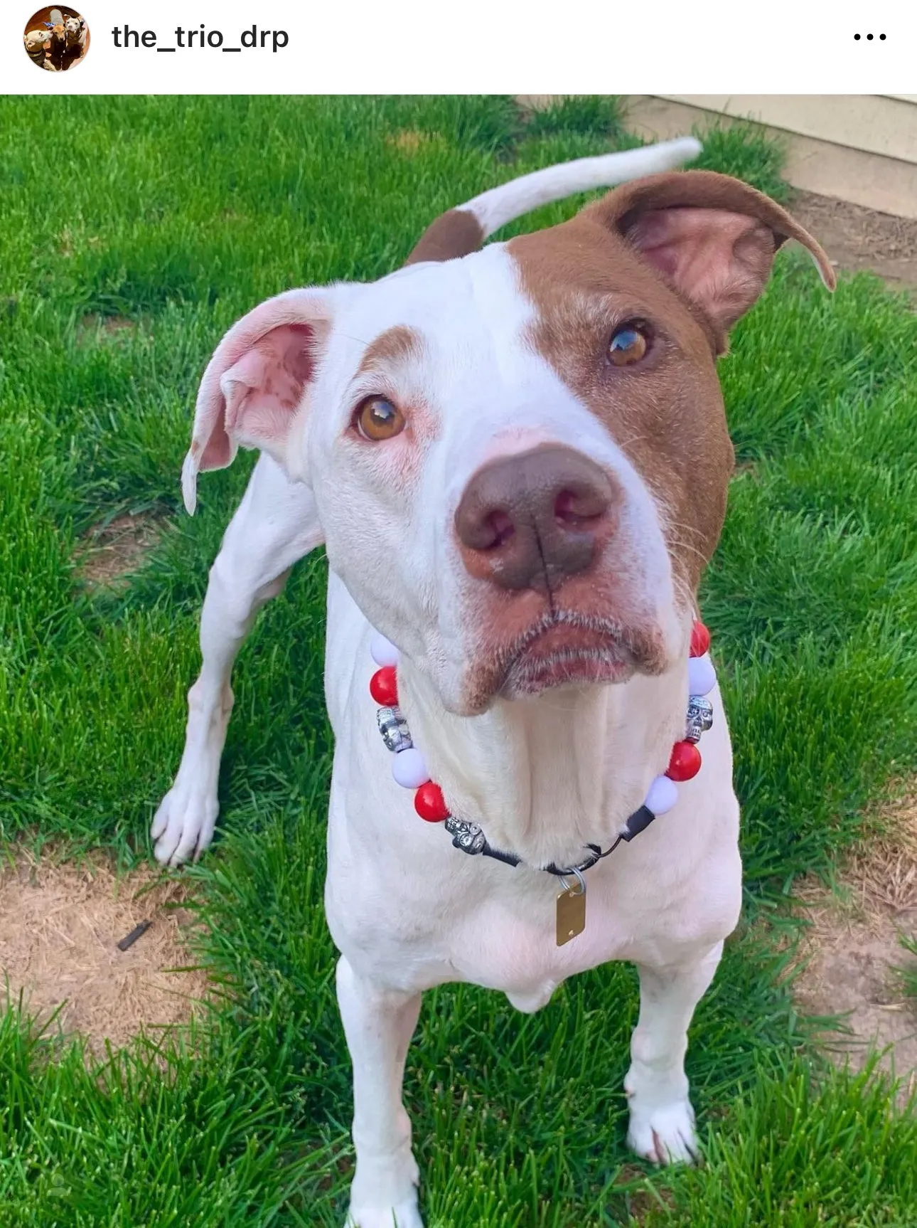 Red & White Skull Bead Collar
