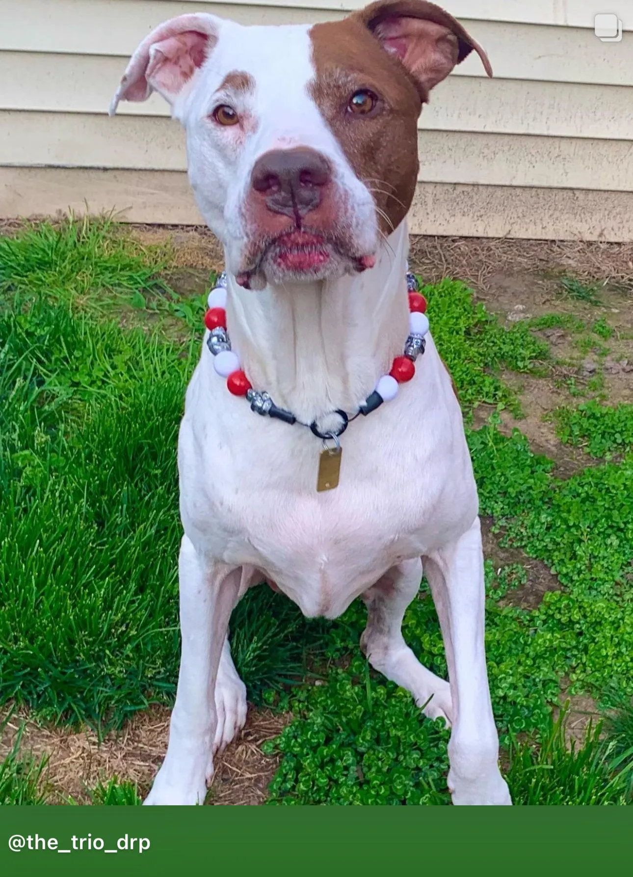 Red & White Skull Bead Collar
