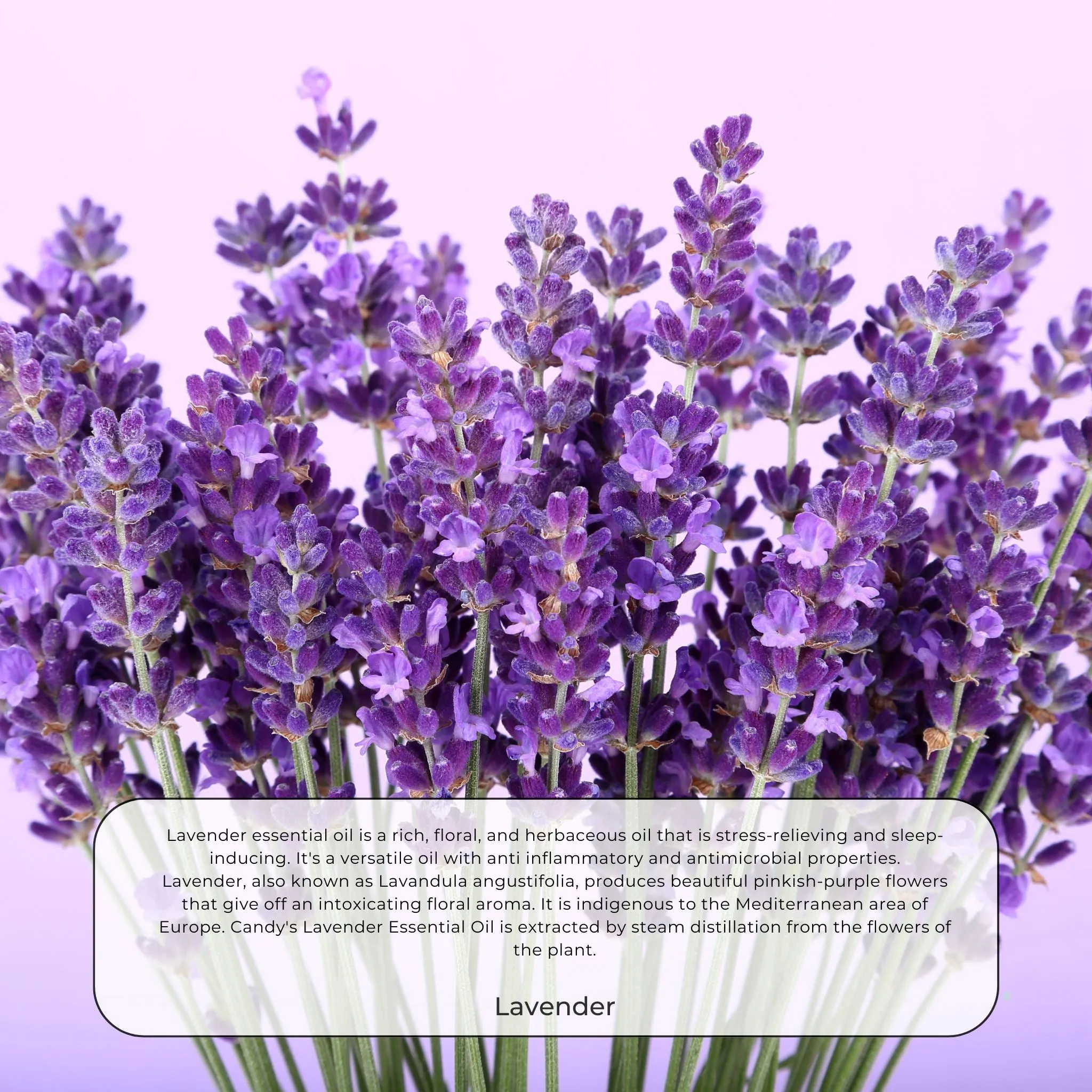 Stress Relief - 100% Essential oil