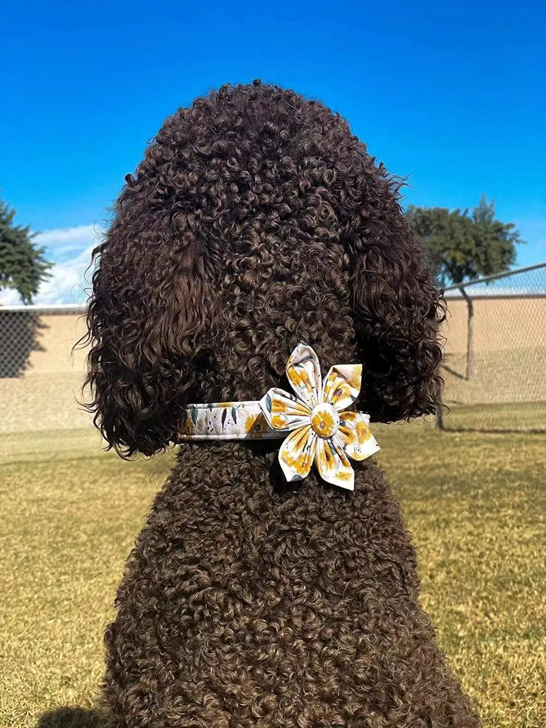 Sunshine Sunflower Dog Collar