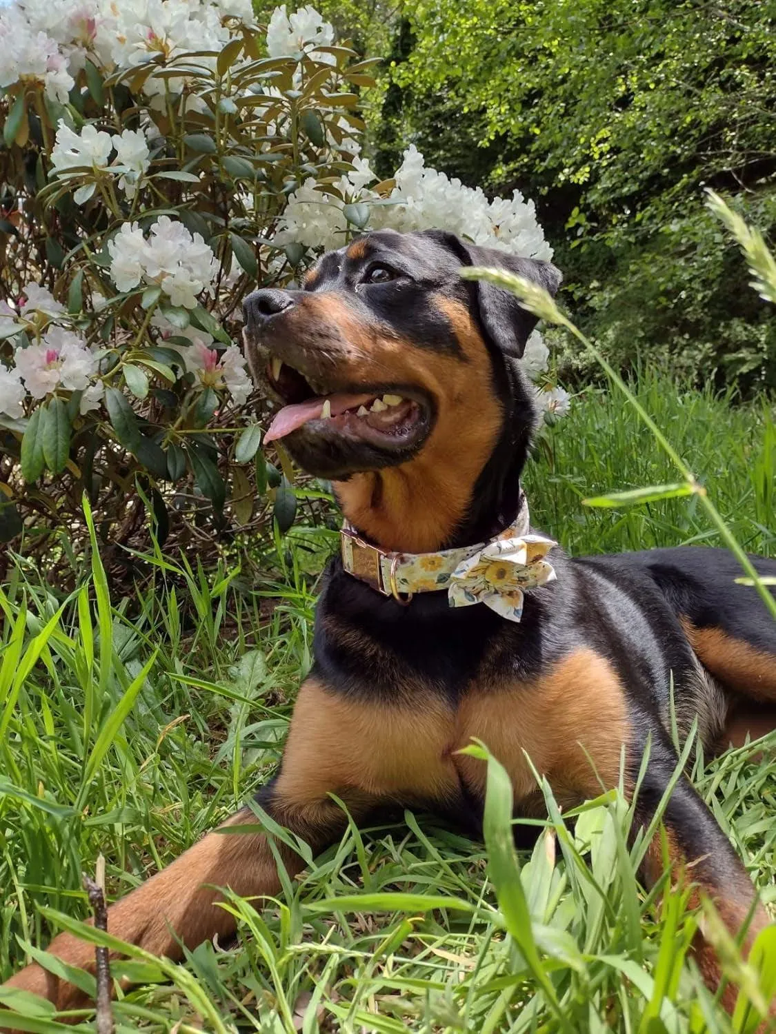 Sunshine Sunflower Dog Collar