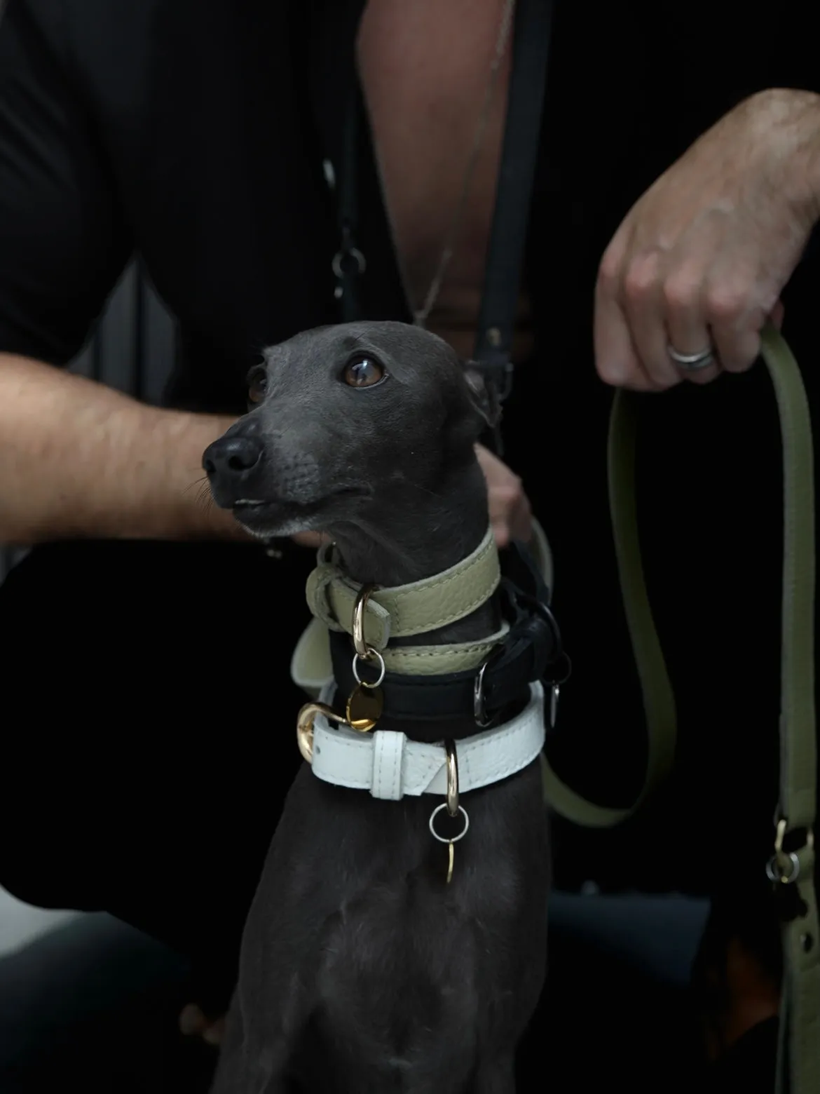 TAG COLLAR