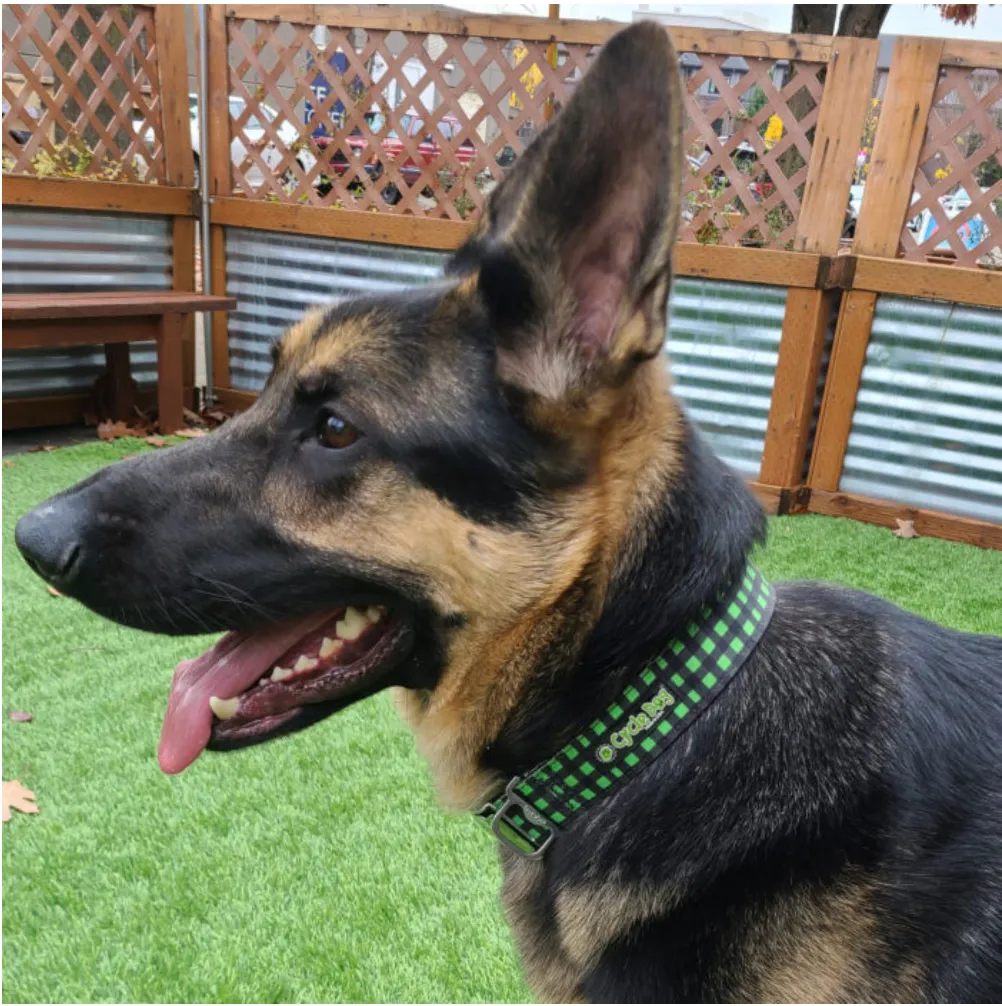 Waterproof No-Stink Collars